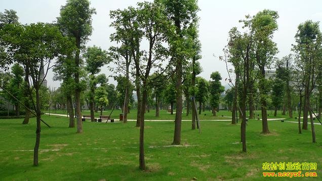 ����ľ��׬Ǯ����ľ�г�����͹� ���ػ���ת�У�