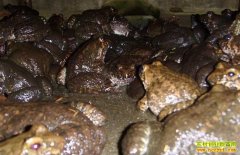 �㽭̨��Ҷ������ʯ���¸�