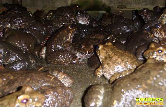 �㽭̨��Ҷ������ʯ���¸�