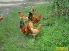 �����������ƽ��̬���������ġ����¸���