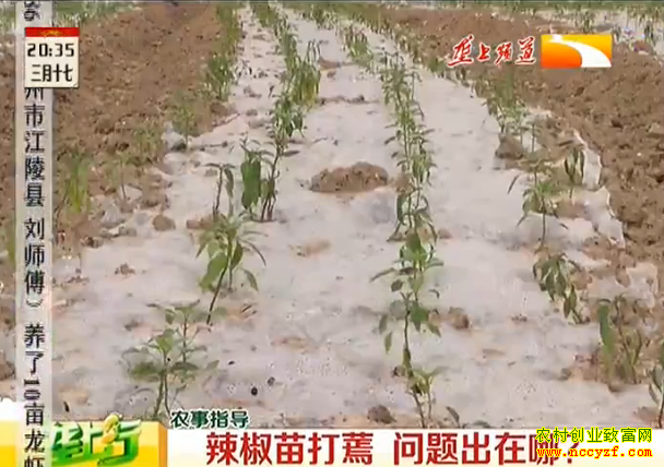 ¢������ֲ��Ƶ����������� ��������ģ�