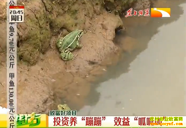 ����ƽͶ����ֳ����Ч�桰���ɽС�