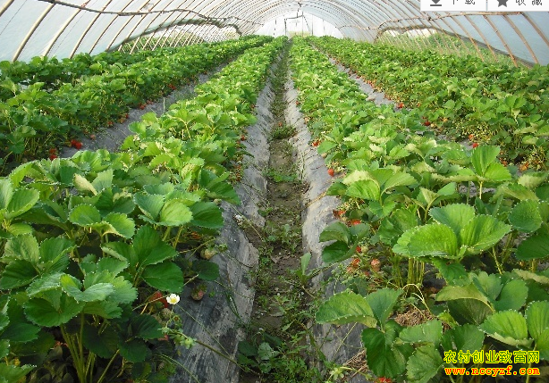 �����ݮ��ֲ��������