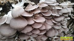 [ũ�����]����ƽ�����༼����Ƶ