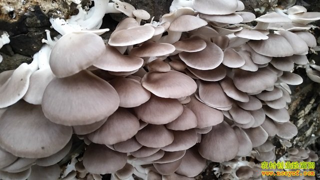 [ũ�����]����ƽ�����༼����Ƶ