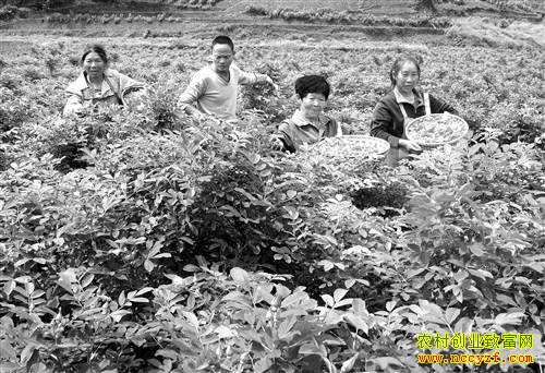 ��ֲʳ��õ���ũ���¸�����Ŀ