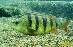 [ũ�����]������ֳ������Ƶ