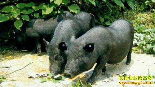 [ÿ��ũ��]�������� ��ë������׬Ǯ