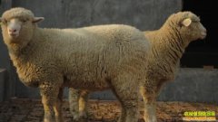 [ũ�����]�޽�����������ֳ������Ƶ