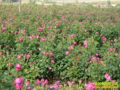 ���־���Ůǿ����������õ����������¸�