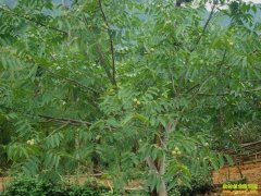 ɽ���ൺ�ν�����ֲ����Բ��ɽ���¸���