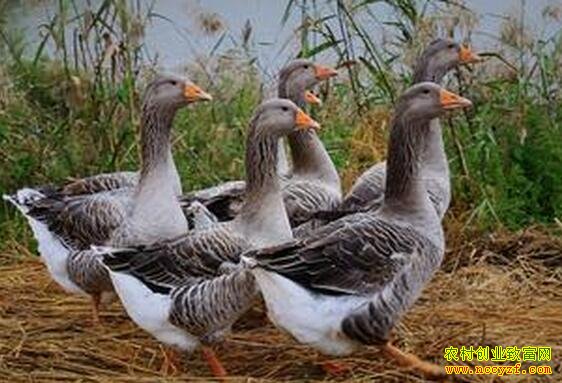 ������ֳǰ������,������׬Ǯ��