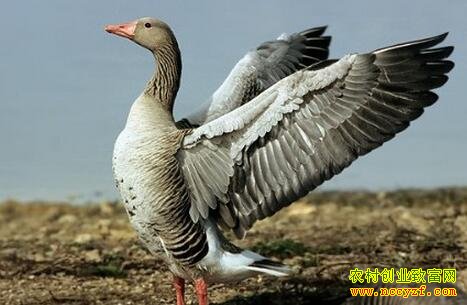 ������ֳЧ��ߣ�һֻ���ë������ɴ�30Ԫ����