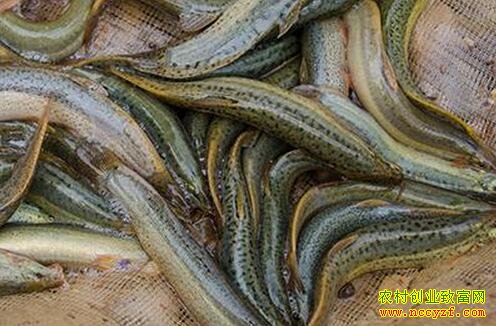 ��̨������׬Ǯ��̨���������¸����ǻ��������ĭ��