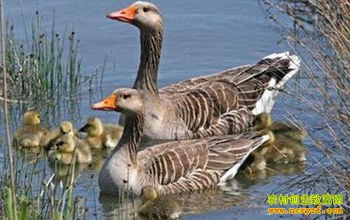 ������ֳ��Ҫ�˽���������