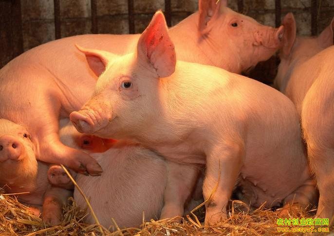 �������������� Ч�治������С