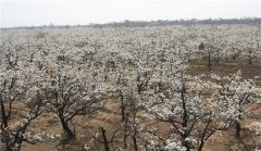 ɽ������ũ�������滨׬һ��