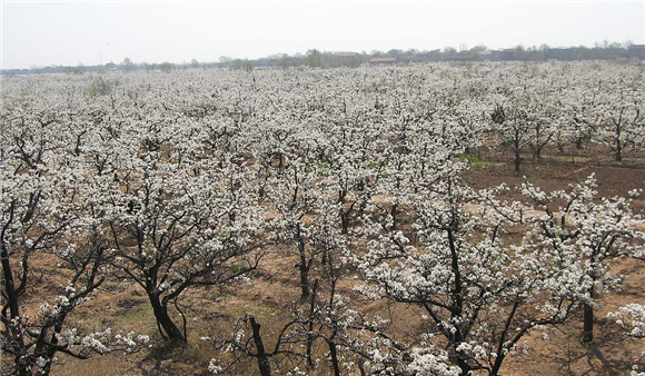 ɽ������ũ�������滨׬һ��