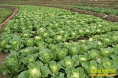 [ũ�����]���޲���ֲ������Ƶ