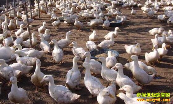 ��Ѽ��ֳͶ�ʳɱ����������,����Ѽ׬Ǯ��