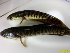 �������������������ֳ����Ҫ��