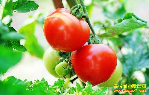 反季节蔬菜种植成为农民增收致富的一条好路子