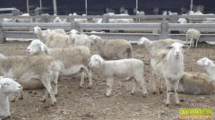 ���������º�����ֳСβ����������4��Ԫ