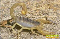 ����³ɽ�ش���Ӫ������Ы��׬Ǯ�����¸�·