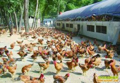 �Ĵ���������������ֳ������ֳ�����¸�·