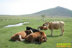 [ũ�����]��ʲôƷ����ţ�ã���ţ����Ʒ�ֽ���