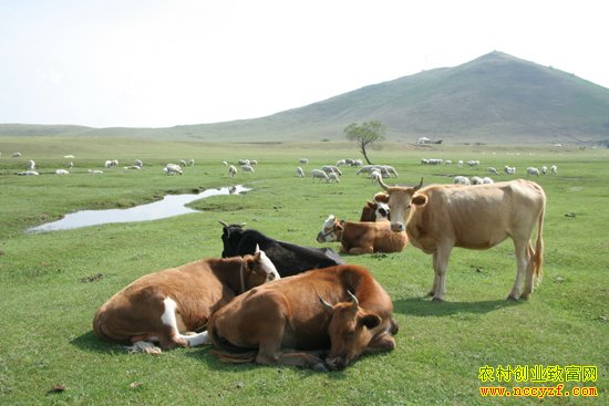 ��ţ����Ʒ�ֽ���