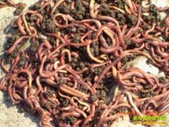 [ÿ��ũ��]ɳ��ˮ�κ������ֳ׬Ǯ�ؼ�