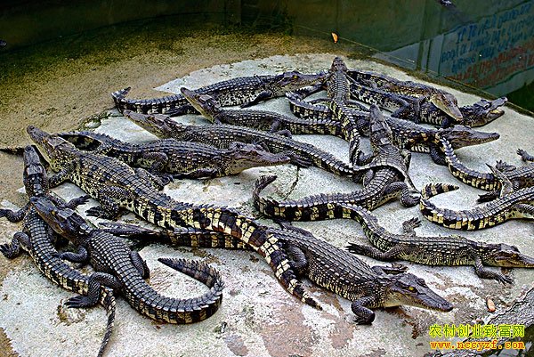 ɽ��۩������������Դ����������׬Ǯ