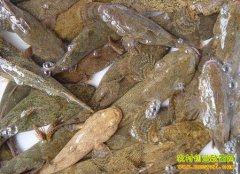 �㽭����90��С��¬�������ɳ����Ķ������