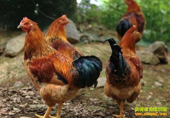 ���ֳ���������������ס