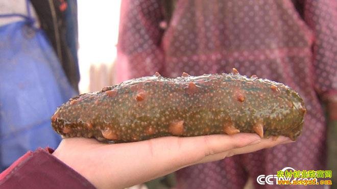 [�¸���]������ð�մ����պ��εı���Ƹ�