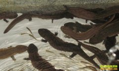 [ÿ��ũ��]���������㿿ǿ�������Ƹ�