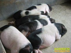 [ÿ��ũ��]����˼������������