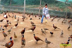 ��ֳ�¸���Ŀ����ҵ��ֳҰɽ����ũ���¸�����Ŀ