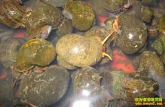 ������ƽ�ֺ��ˮ���������¸��и���