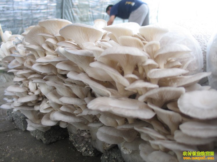 �Ĵ�����С��Ҷ�������紴ҵ��Ģ���ŷ��¸���