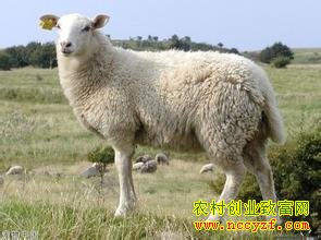 ������������ι����