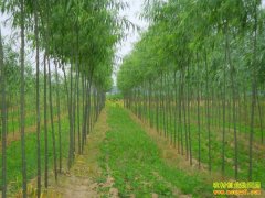 ���ո�������ǿ��ֲ������ƭ200����Ԫ