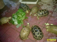 ��԰����Ч��߳�ũ���¸�����Ŀ