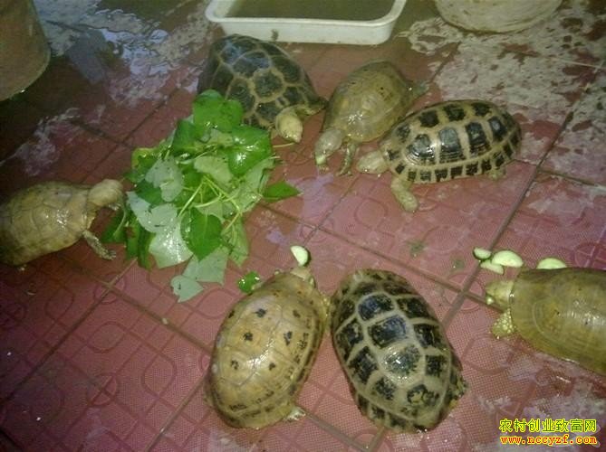 ��԰����Ч��߳�ũ���¸�����Ŀ