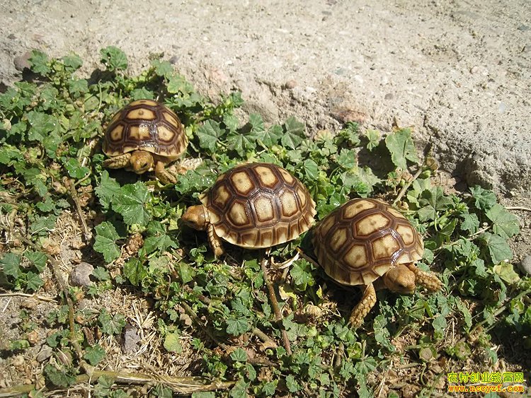 �׹����ֳ����