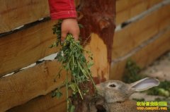 ������ι��Ӧע����������