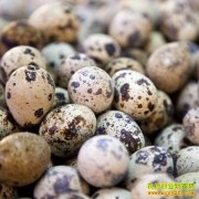 �������ȵ�����Ǯһ�6��17�����ȵ��۸�����