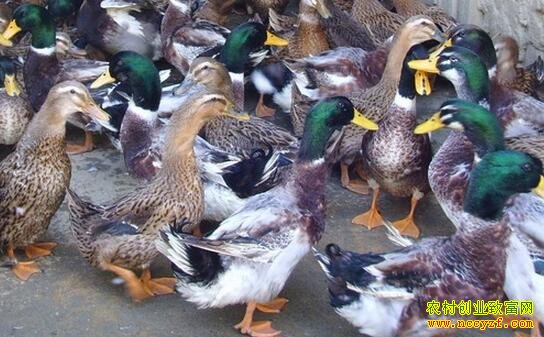 ��Ѽ׬Ǯ����������4000ֻ��Ѽ��Ѽ����׬1500Ԫ