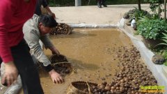 [ũ�����]ħ��Ĳ�����ӹ�������Ƶ